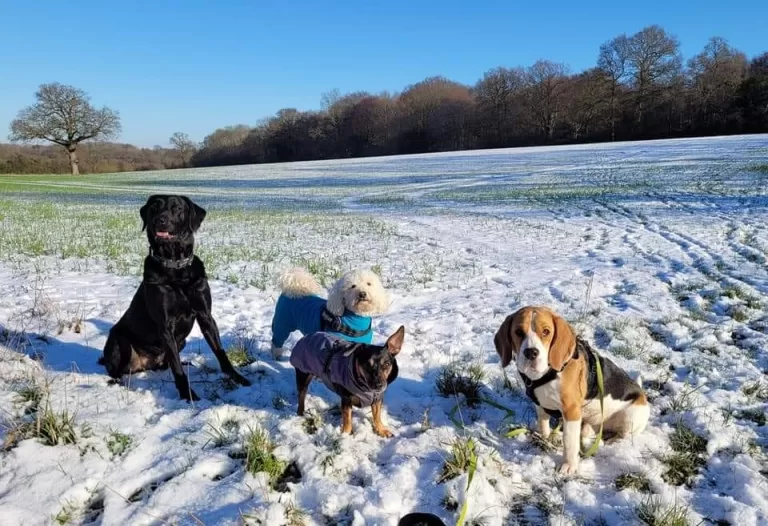 Photograph of recent weather in/around Reading