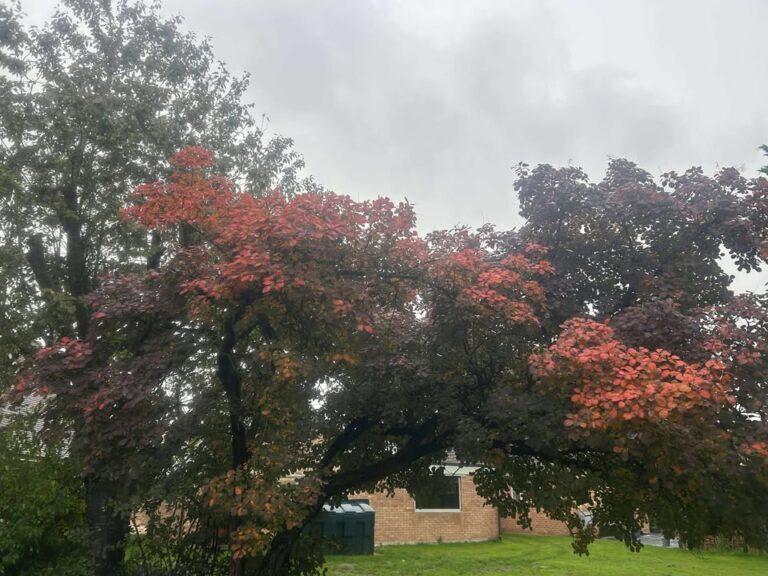 Photograph of recent weather in/around Reading