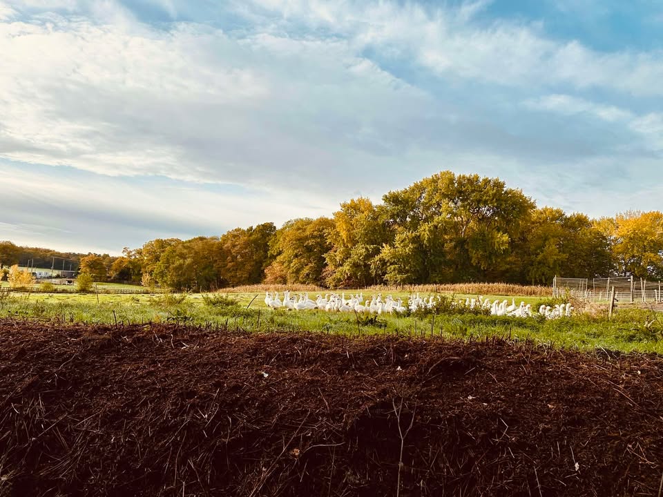 Sunday 2nd November 2025